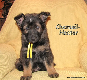 Chamuël wordt Hector, dat was al heel lang bekend!